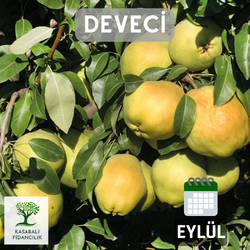 Deveci Armut Fidanı