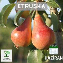etruşka Armut Fidanı