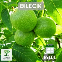 bilecik ceviz Fidanı