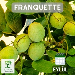 franquette ceviz Fidanı