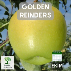golden reinders elma Fidanı