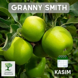 grannysmith elma Fidanı