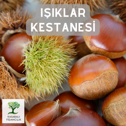 ışıklar kestanesı