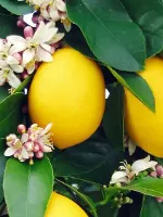 limon fidanı resimi