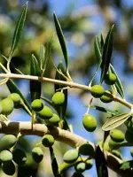 zeytin fidanı resimi