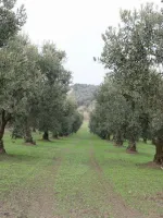 zeytin fidanı resimi